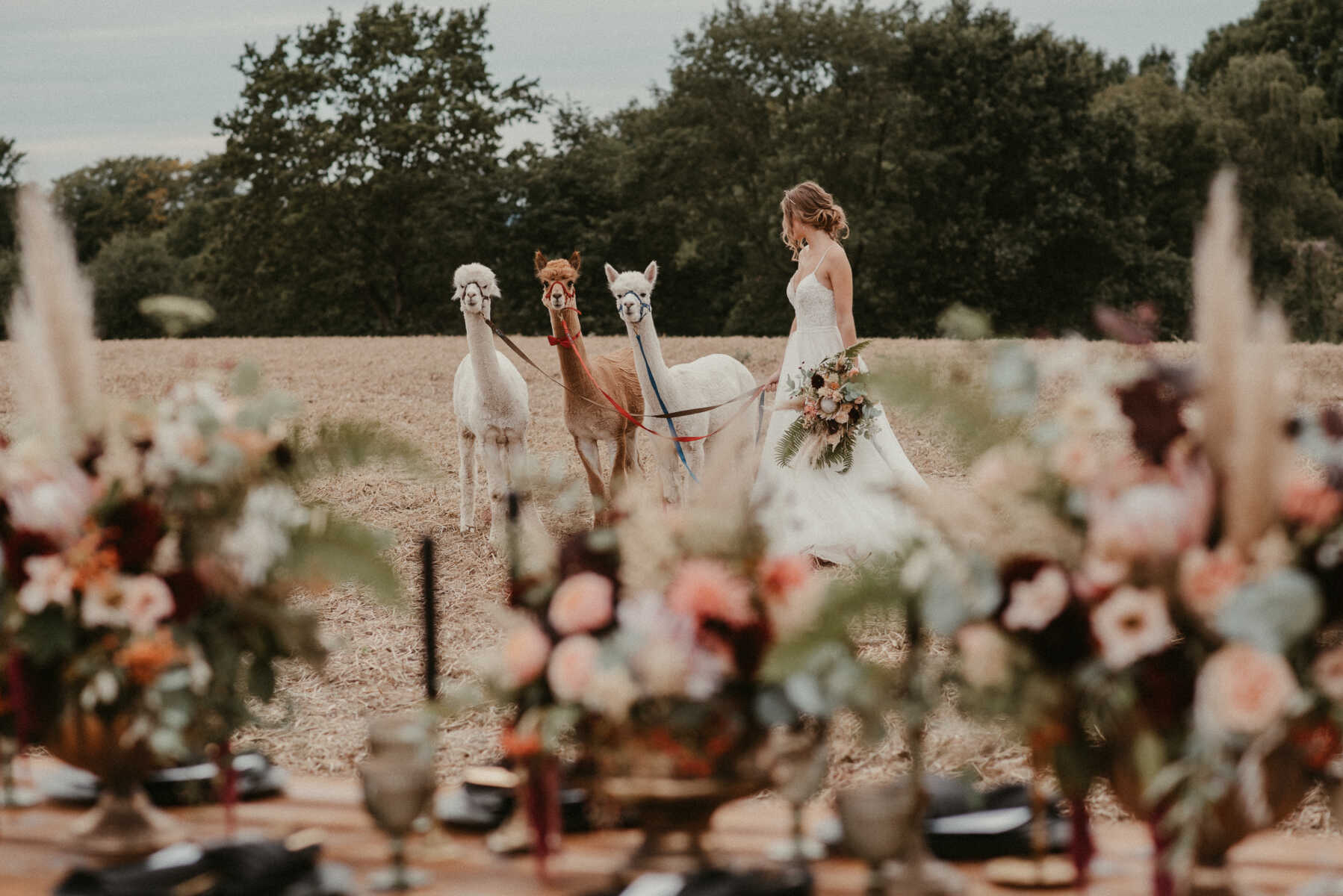 Braut mit drei Alpakas