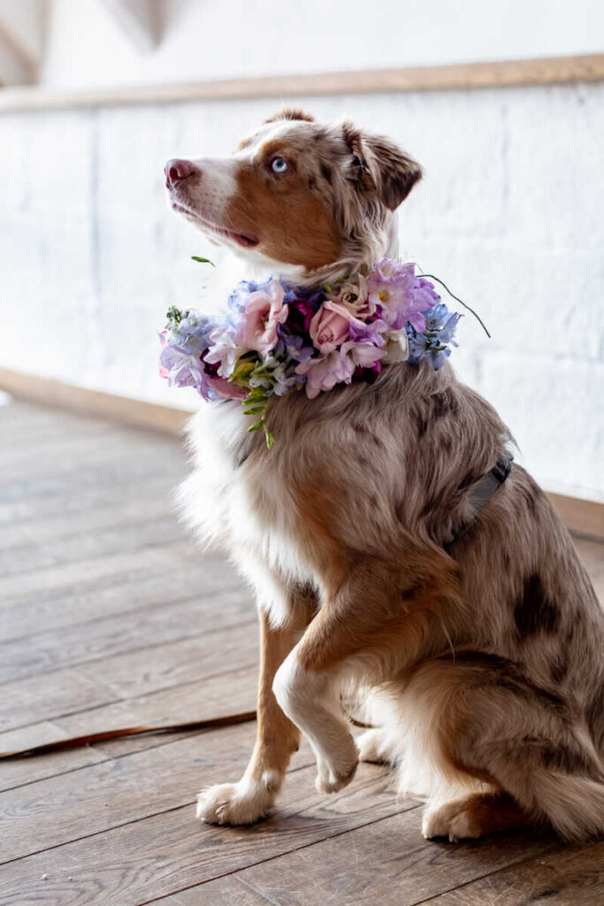 Hund mit Blumenschmuck Hochzeit