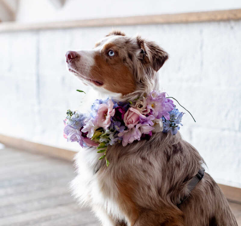Hund mit Blumenschmuck Hochzeit